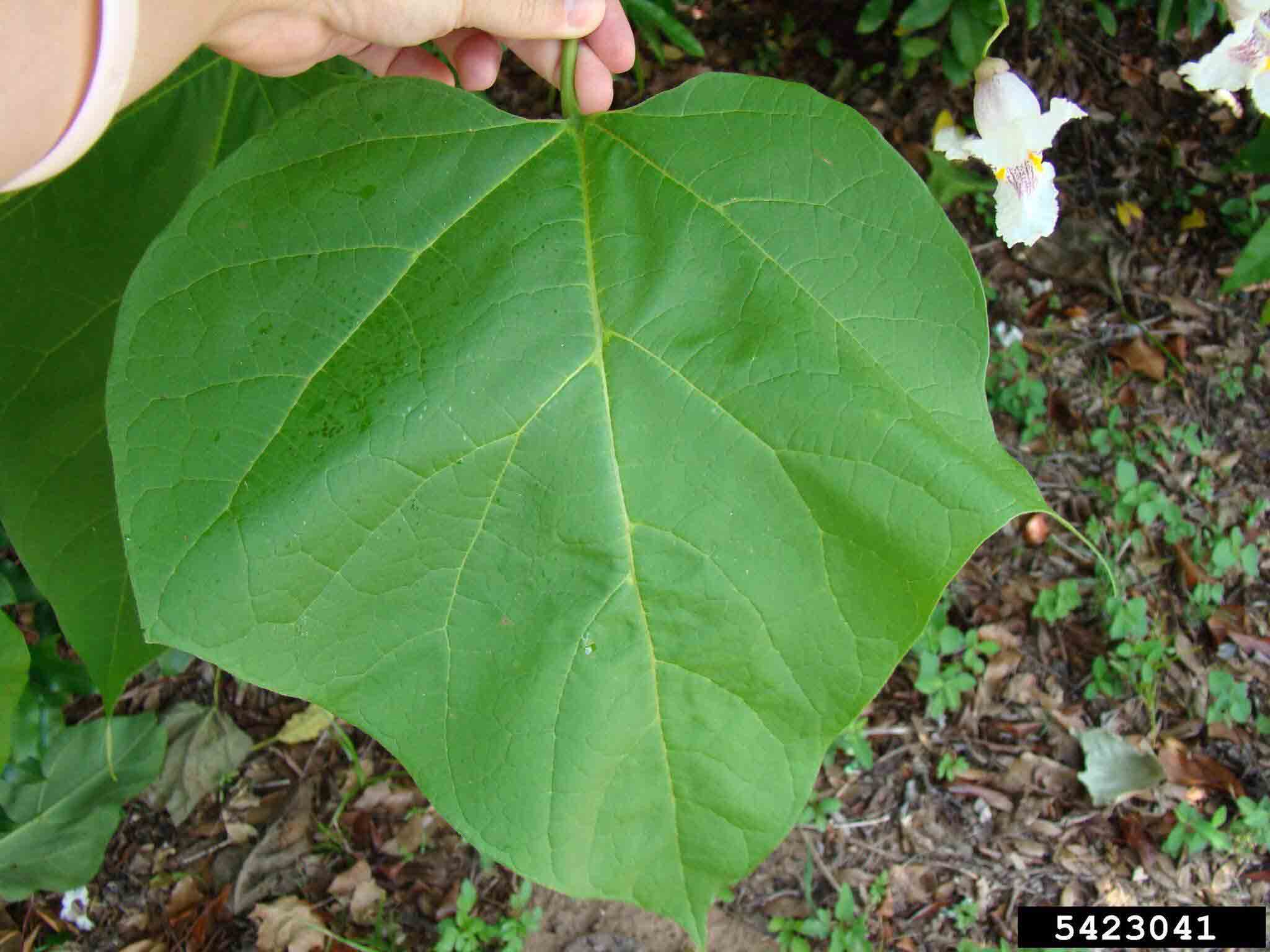 Southern catalpa leaf, upper side