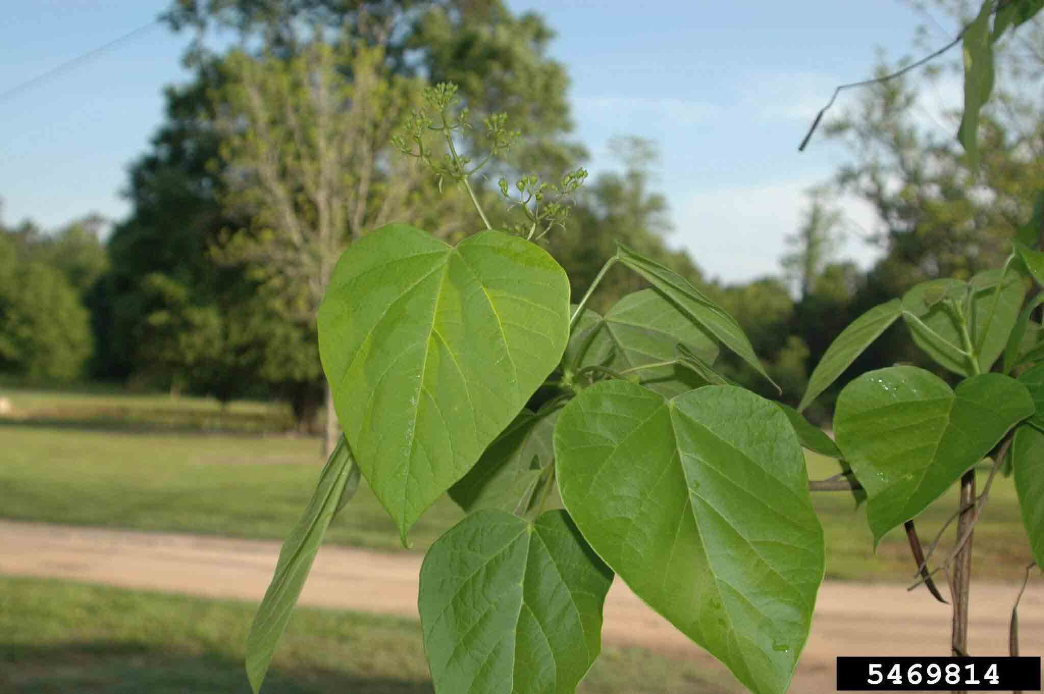 Southern catalpa leaves with flower panicle in bud
