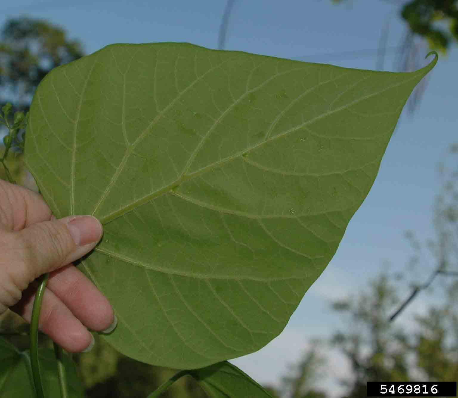 Southern catalpa leaf, underside