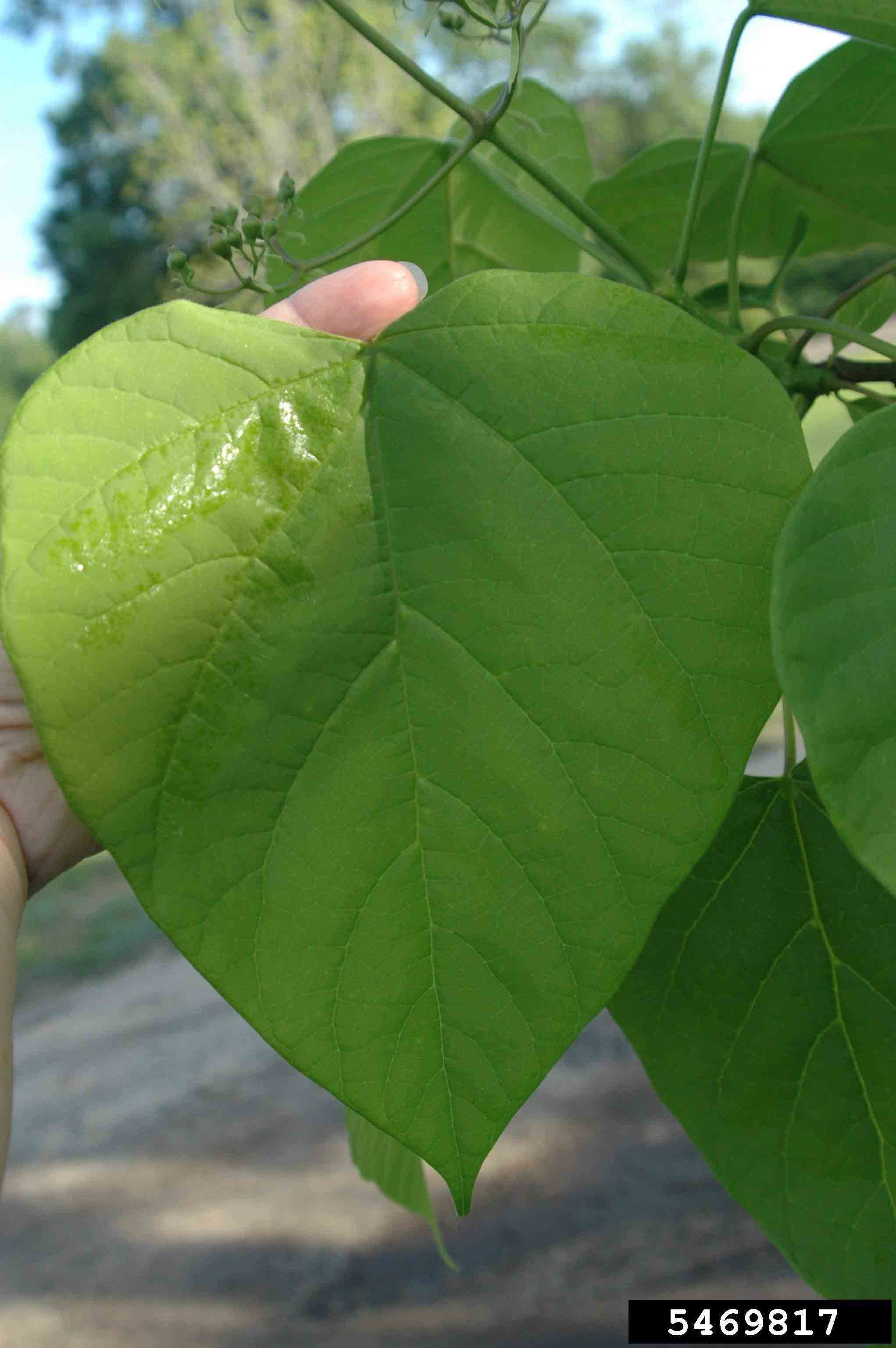 Southern catalpa leaf, upper side, 4"-9" long
