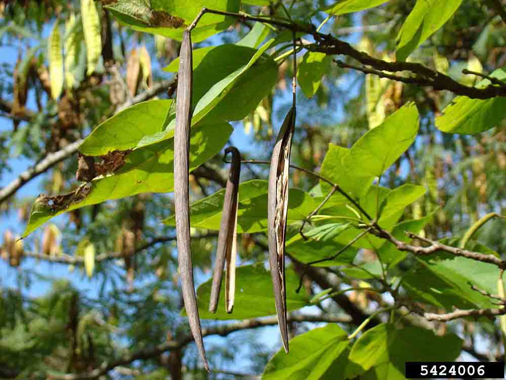 Southern catalpa seed pod