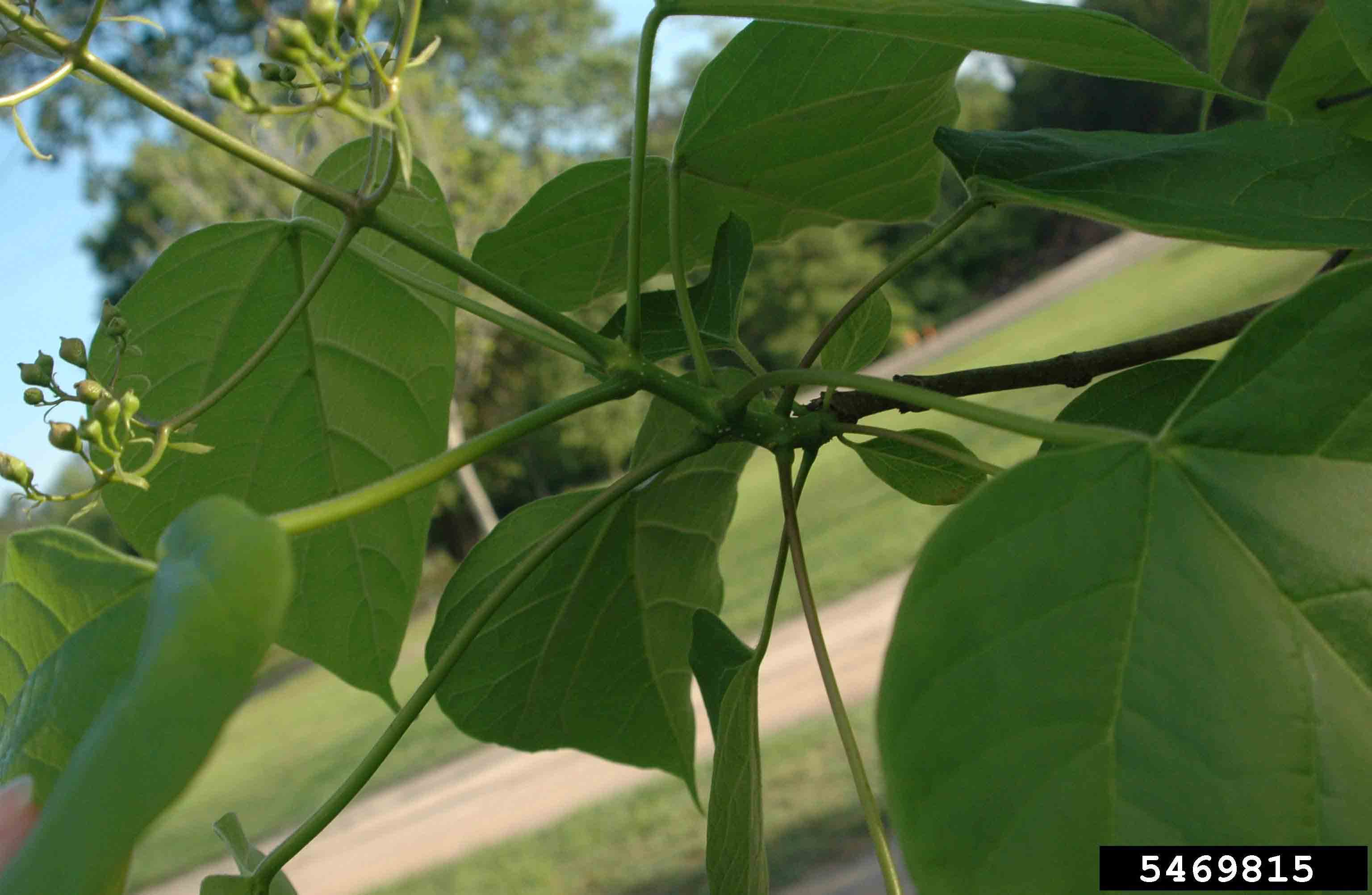 Southern catalpa stem arrangement