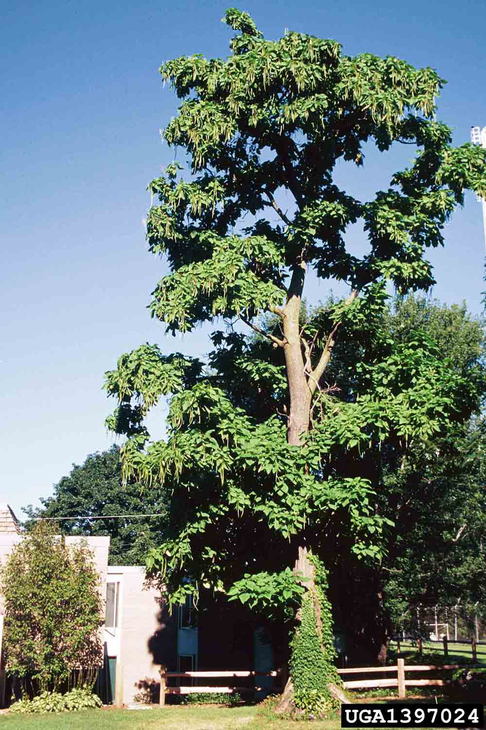 Southern catalpa tree habit
