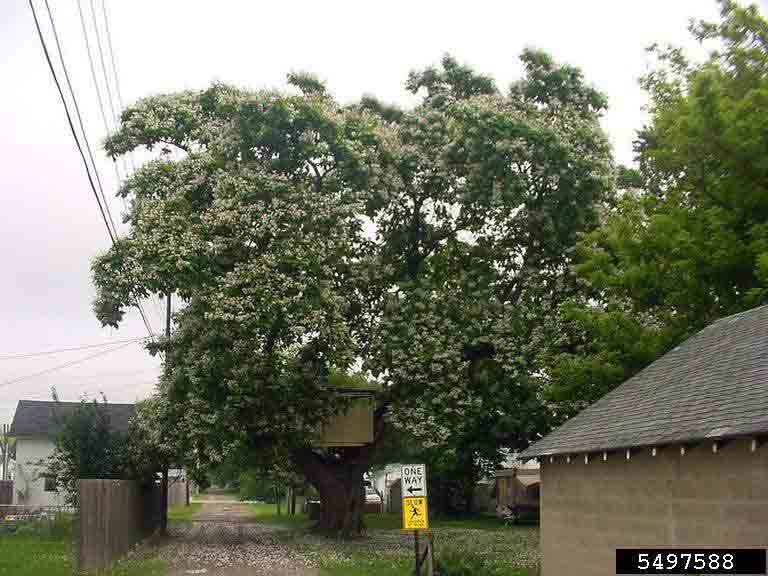 Southern catalpa tree in bloom