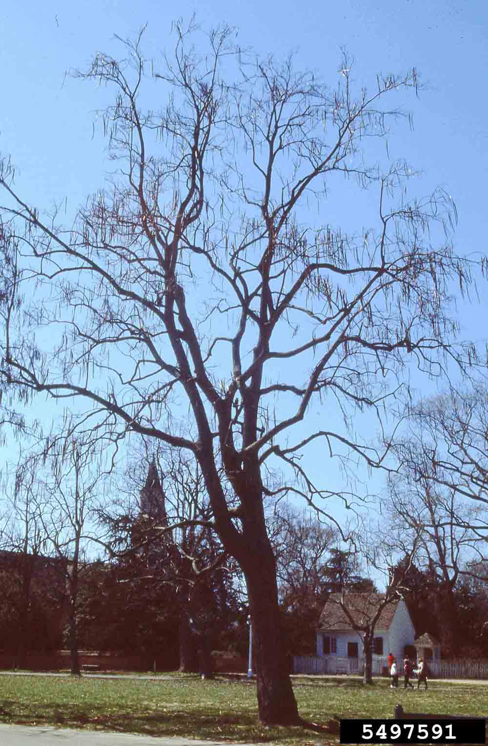 Southern catalpa tree habit, winter