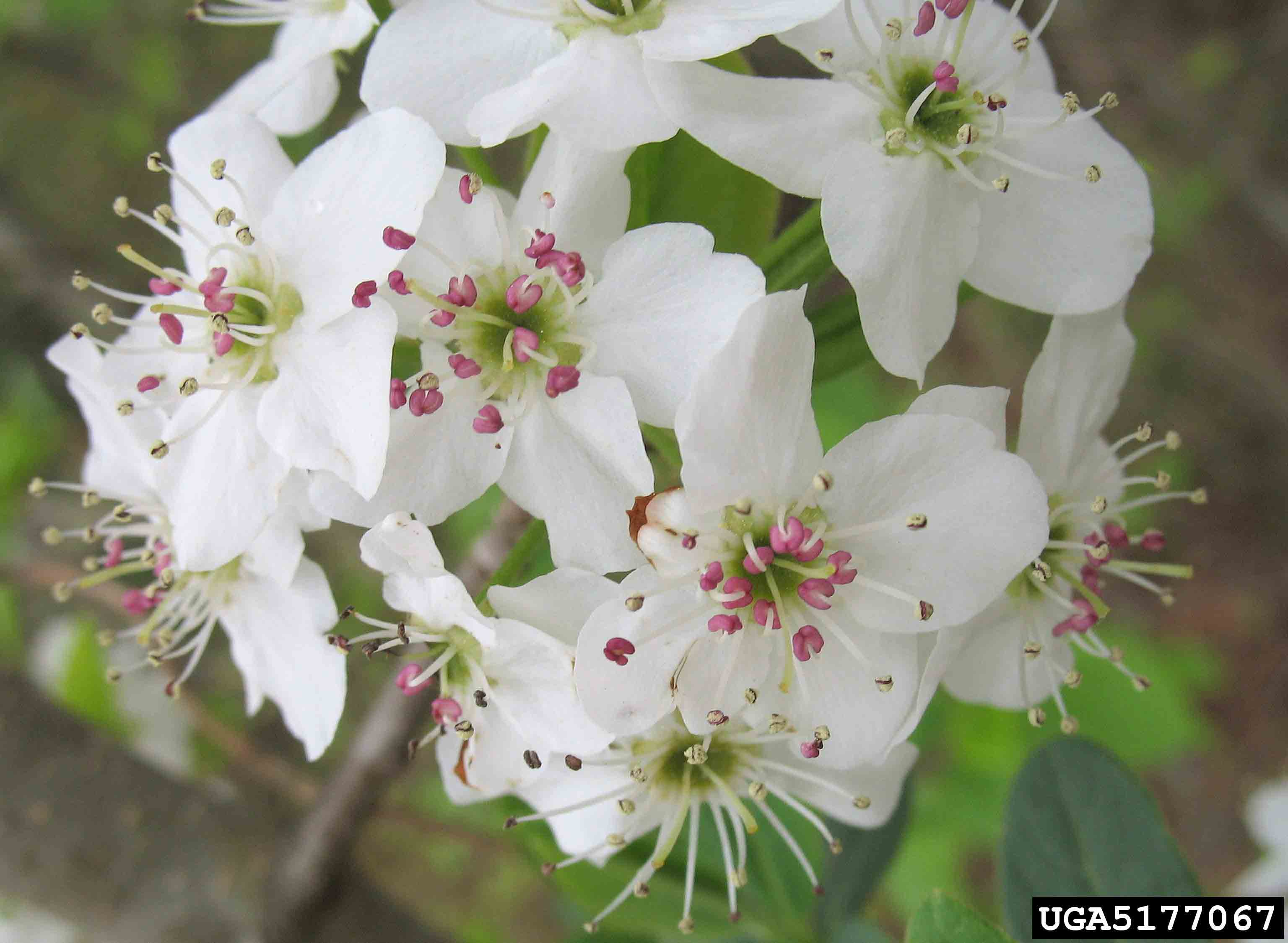 Southern crabapple flowers, white variety