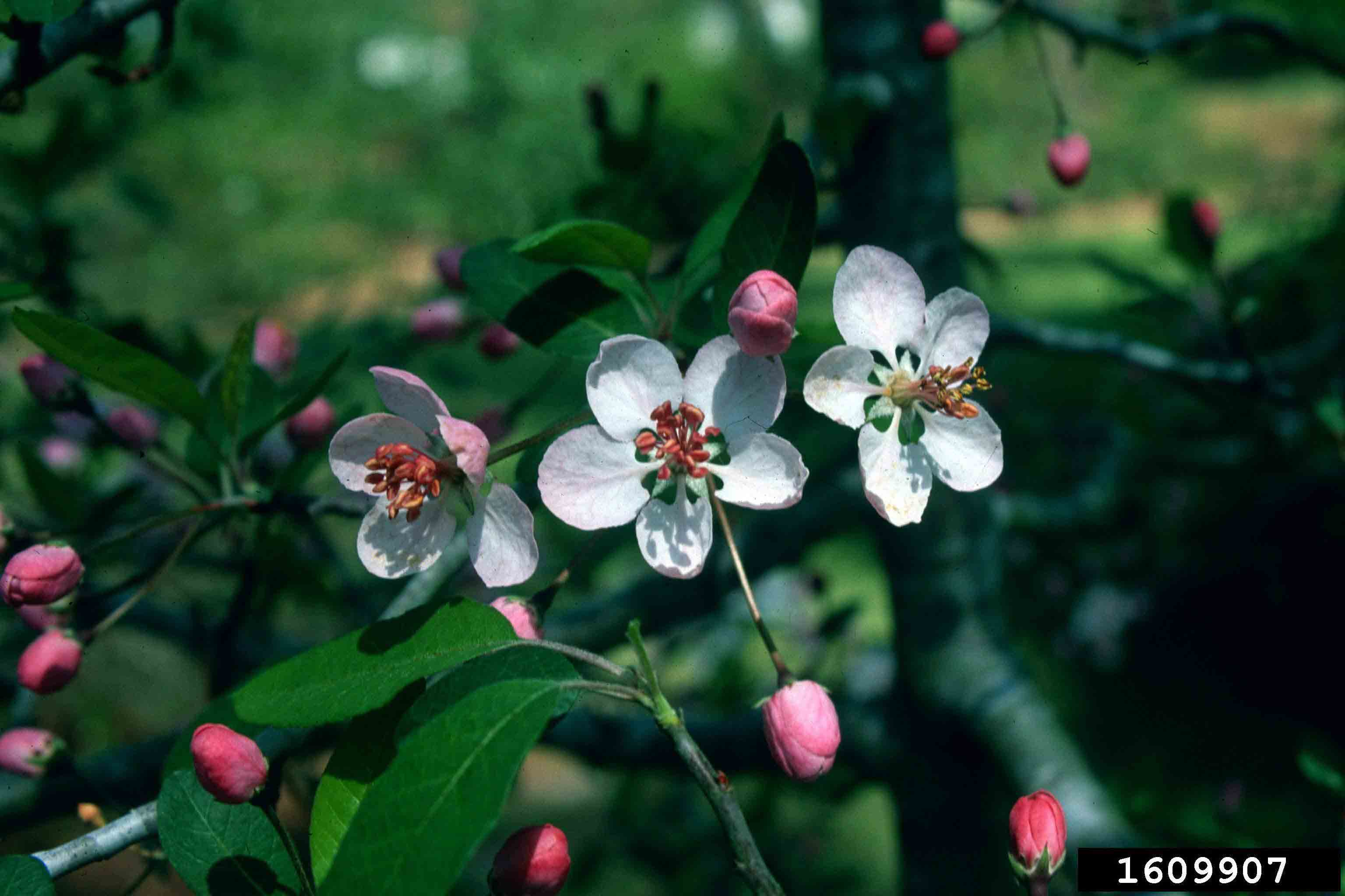 Southern crabapple flowers