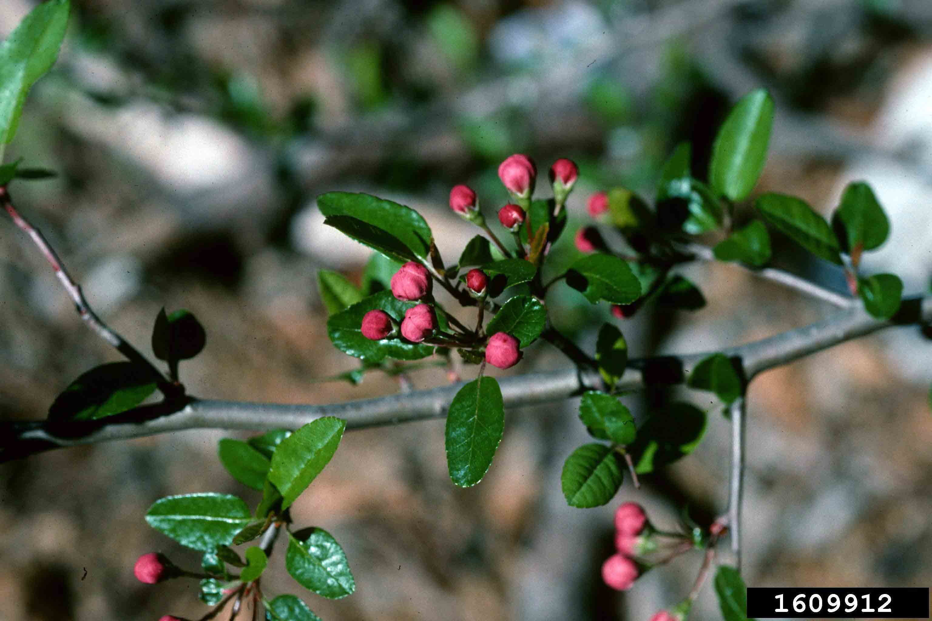 Southern crabapple flower buds
