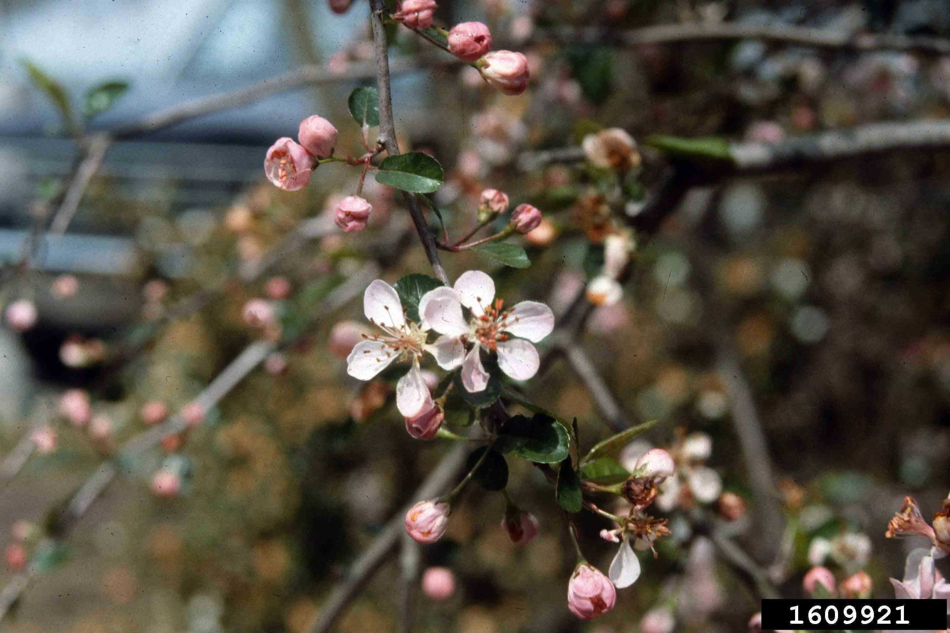 Southern crabapple flowers