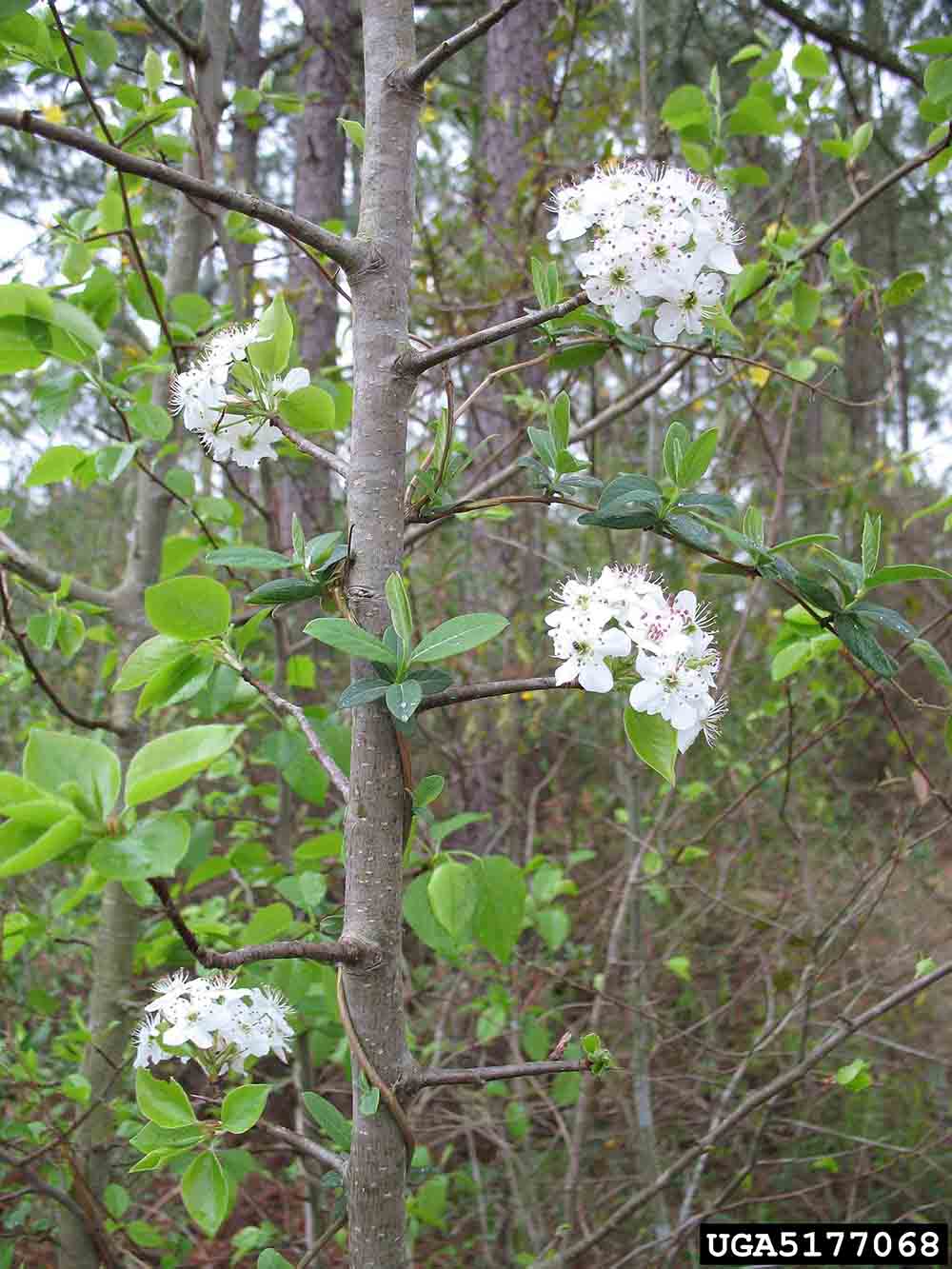 Southern crabapple flowers