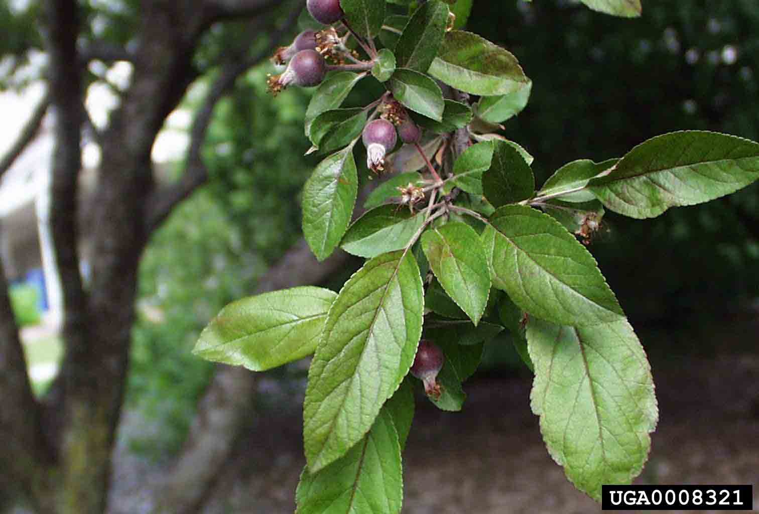 Southern crabapple foliage and fruit