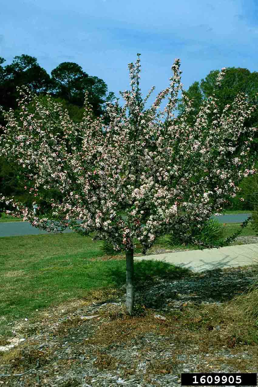 Southern crabapple tree in bloom