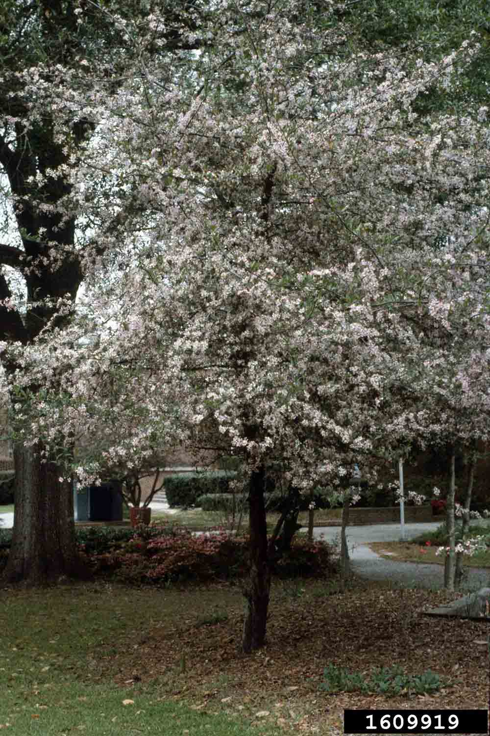 Southern crabapple tree in bloom