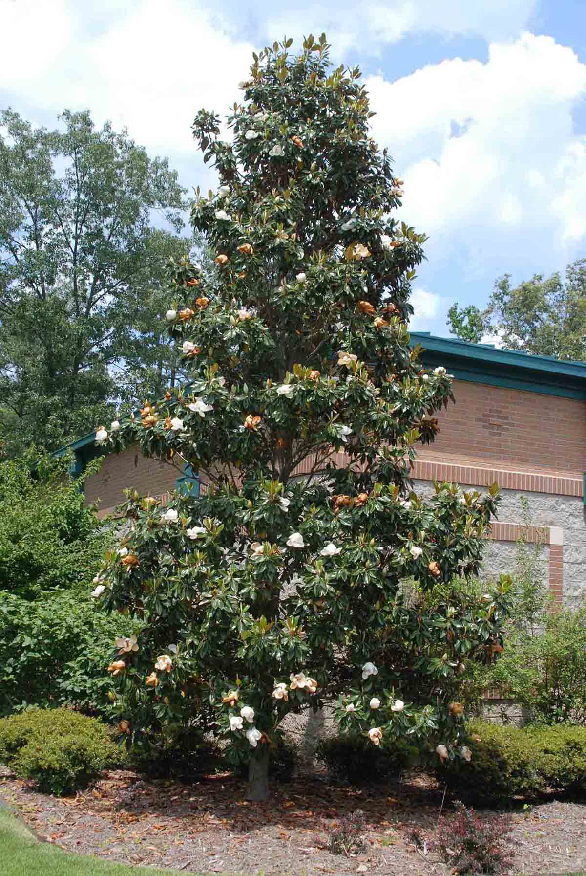 Southern magnolia cultivar