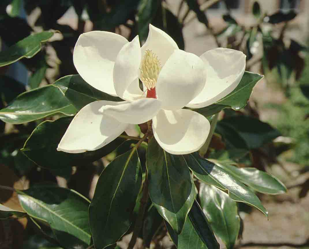 Southern magnolia cultivar