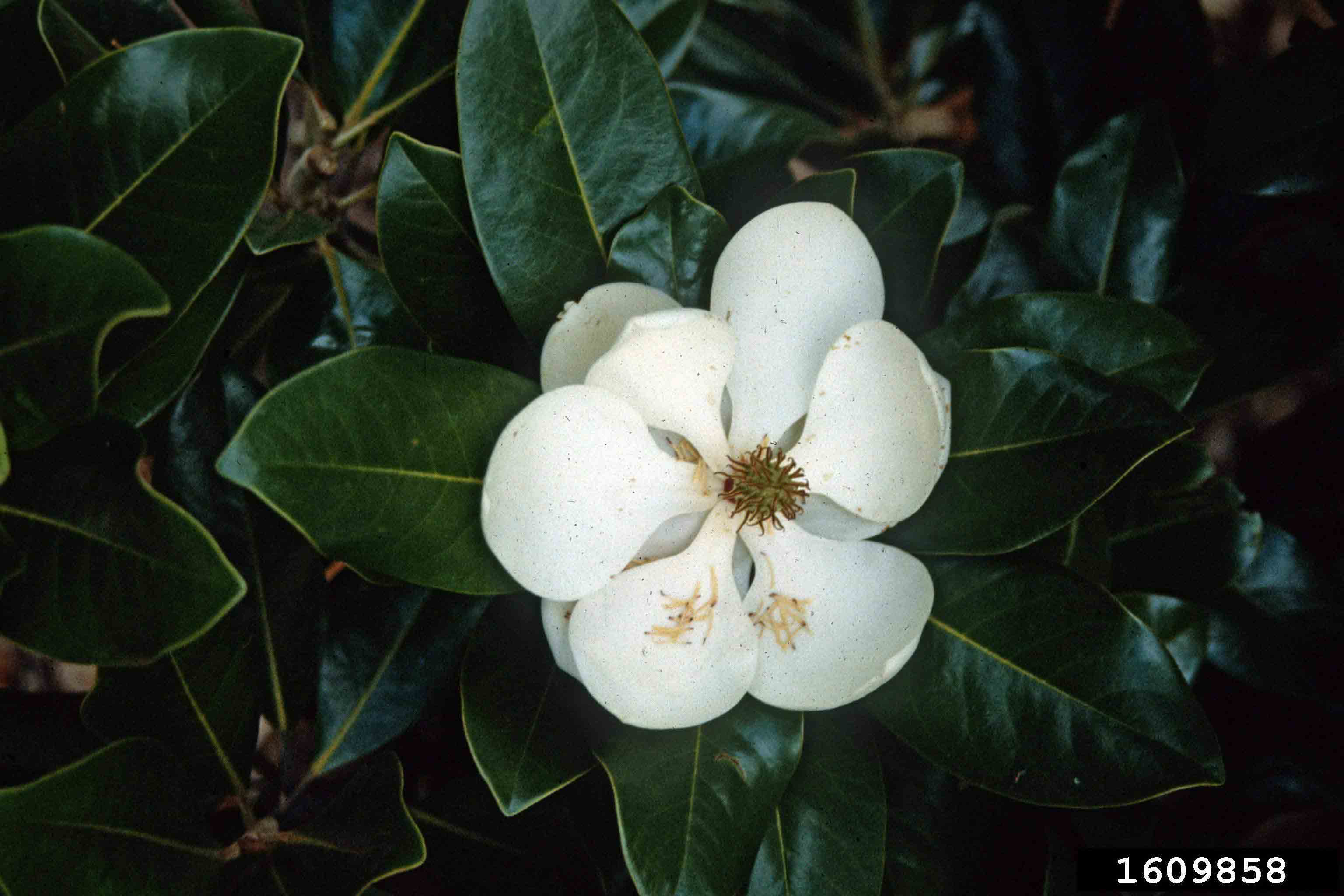 Southern magnolia flower