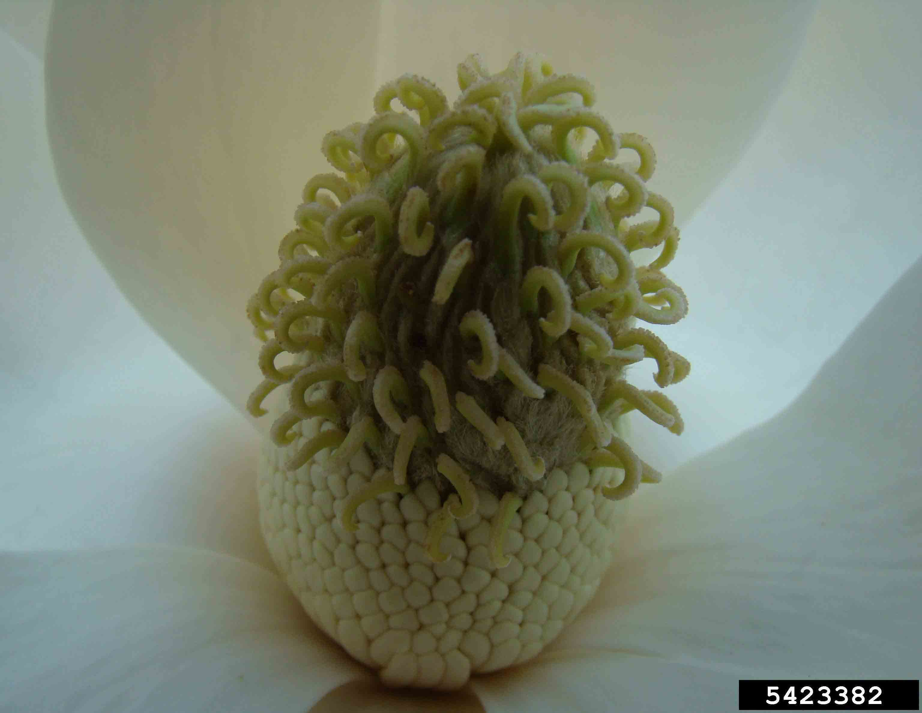 Southern magnolia flower
