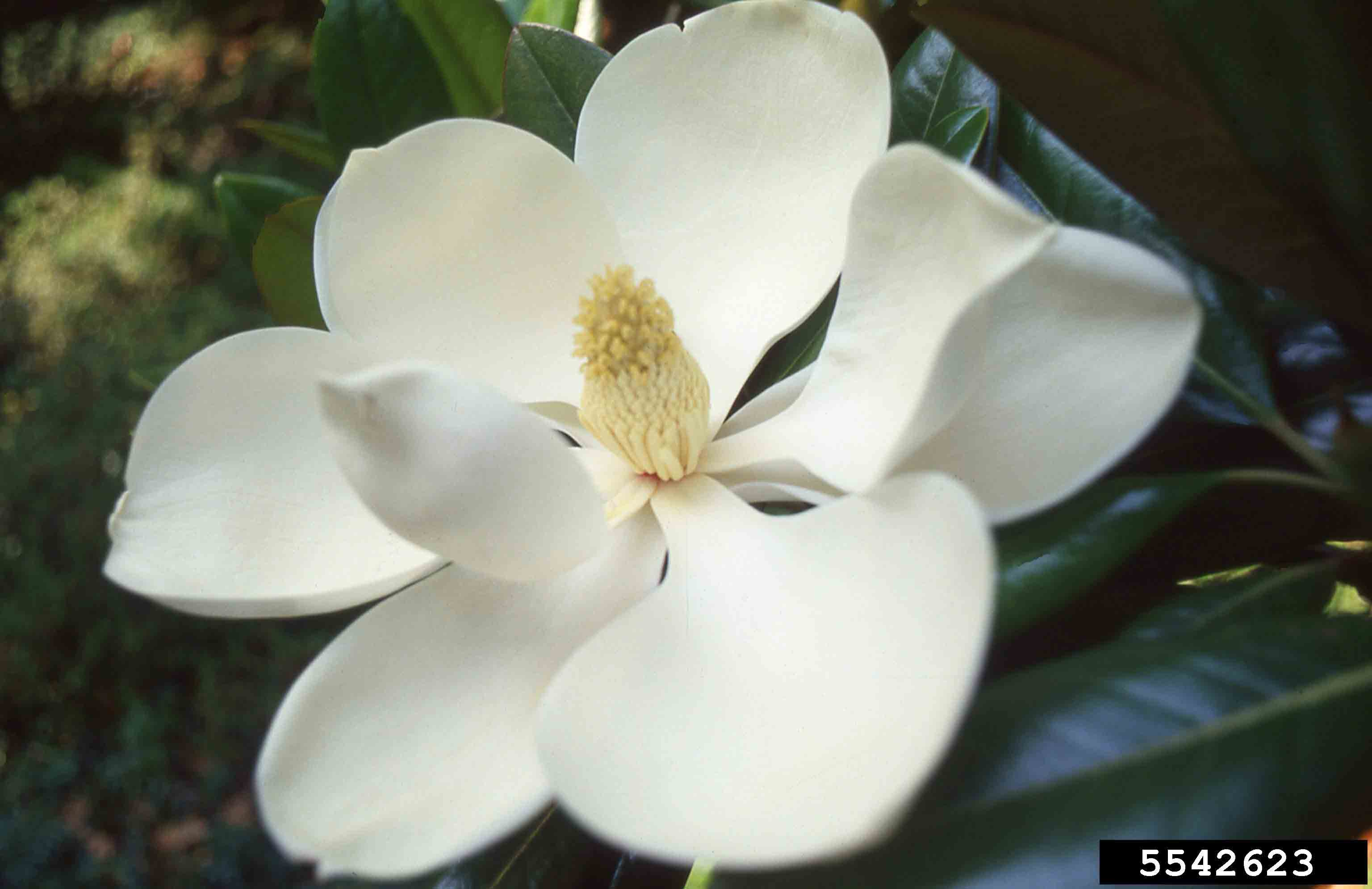 Southern magnolia flower