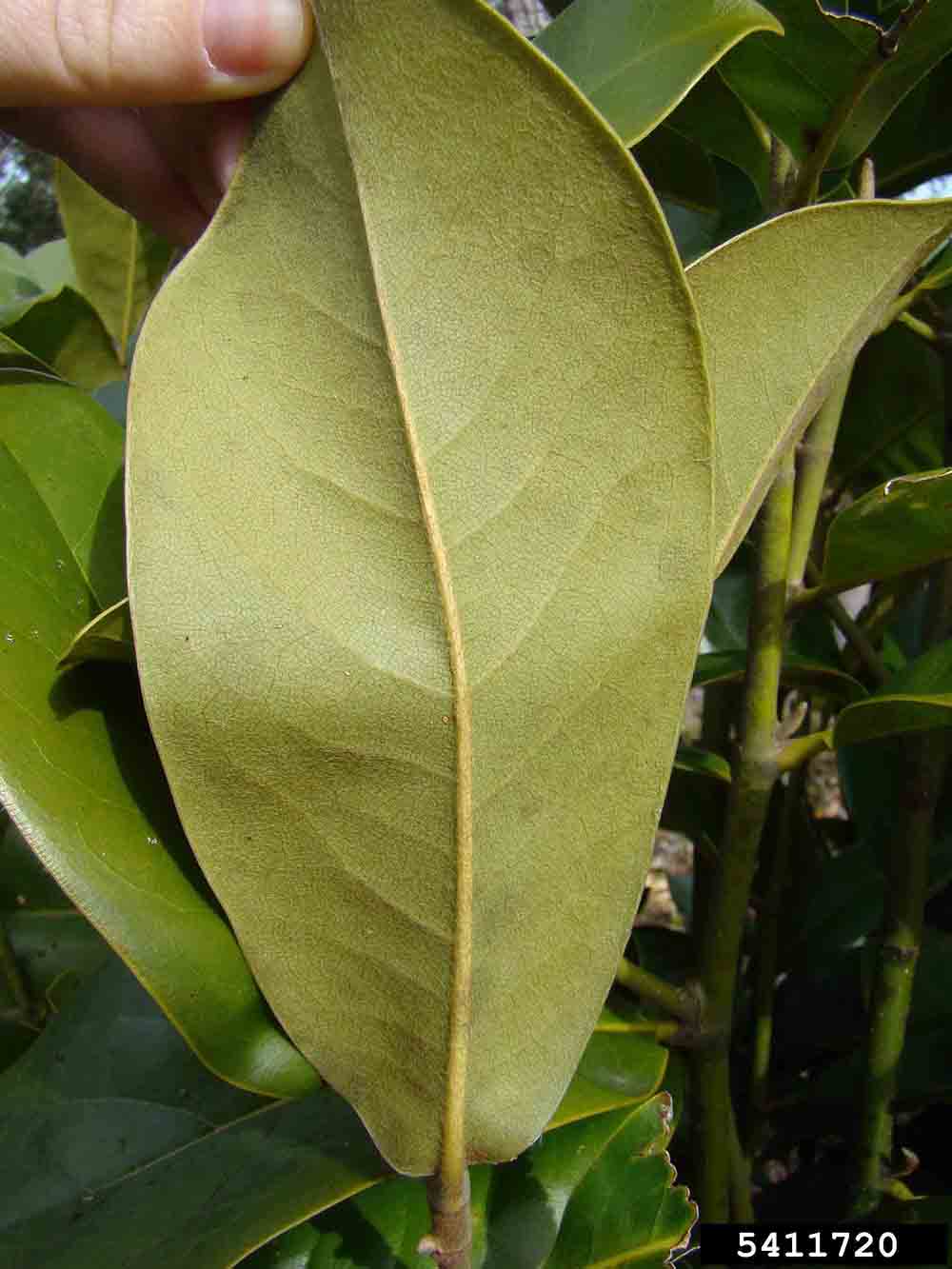 Southern magnolia leaf, showing downy underside