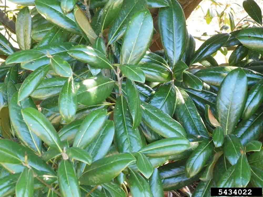 Southern magnolia leaves