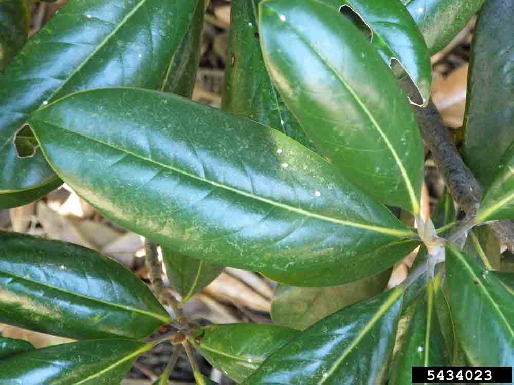 Southern magnolia leaf, 6"-8" long