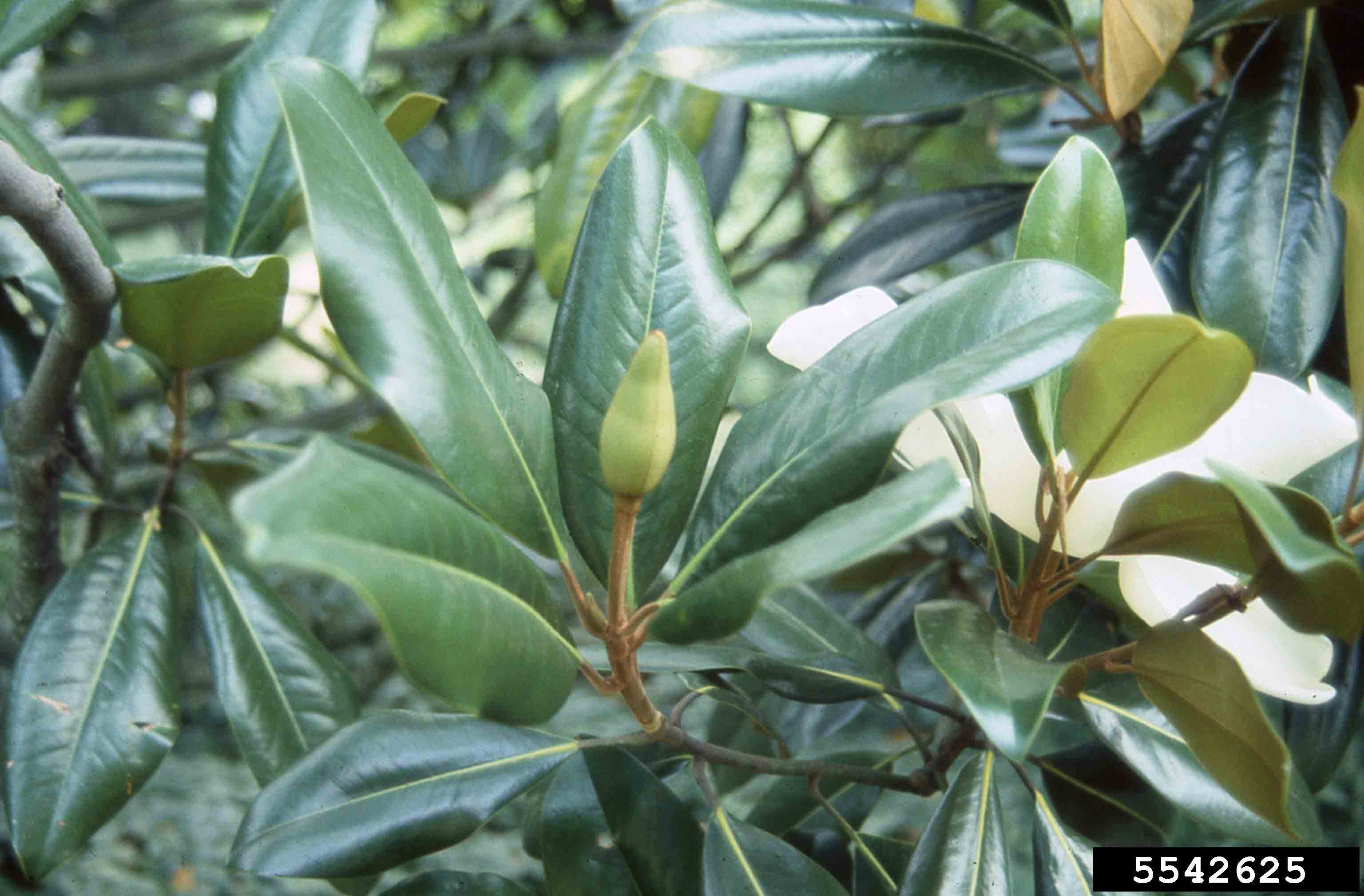 Southern magnolia leaves with flower bud