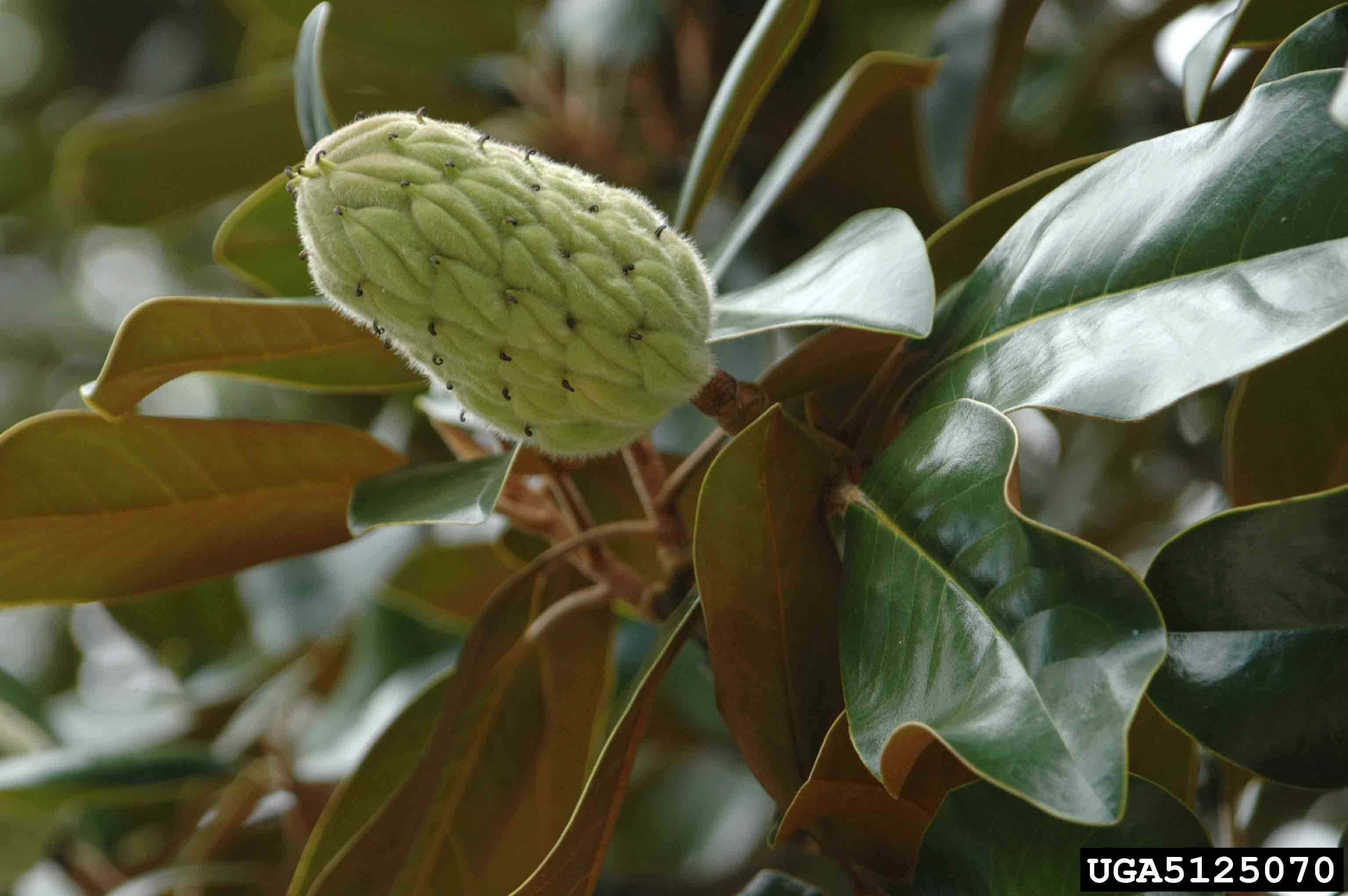 Southern magnolia fruit