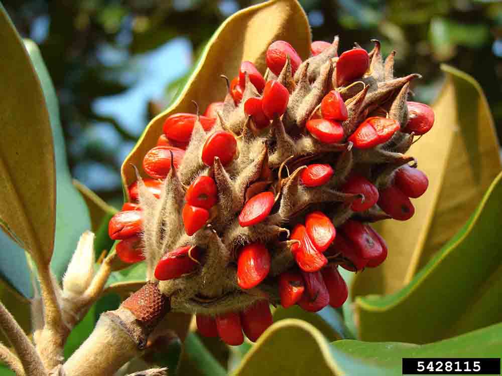 Southern magnolia fruit, mature and exposing red seeds