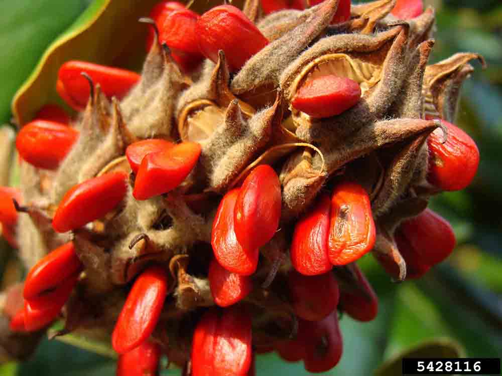Southern magnolia fruit, mature and exposing red seeds