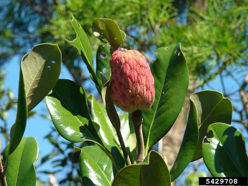 Southern magnolia fruit