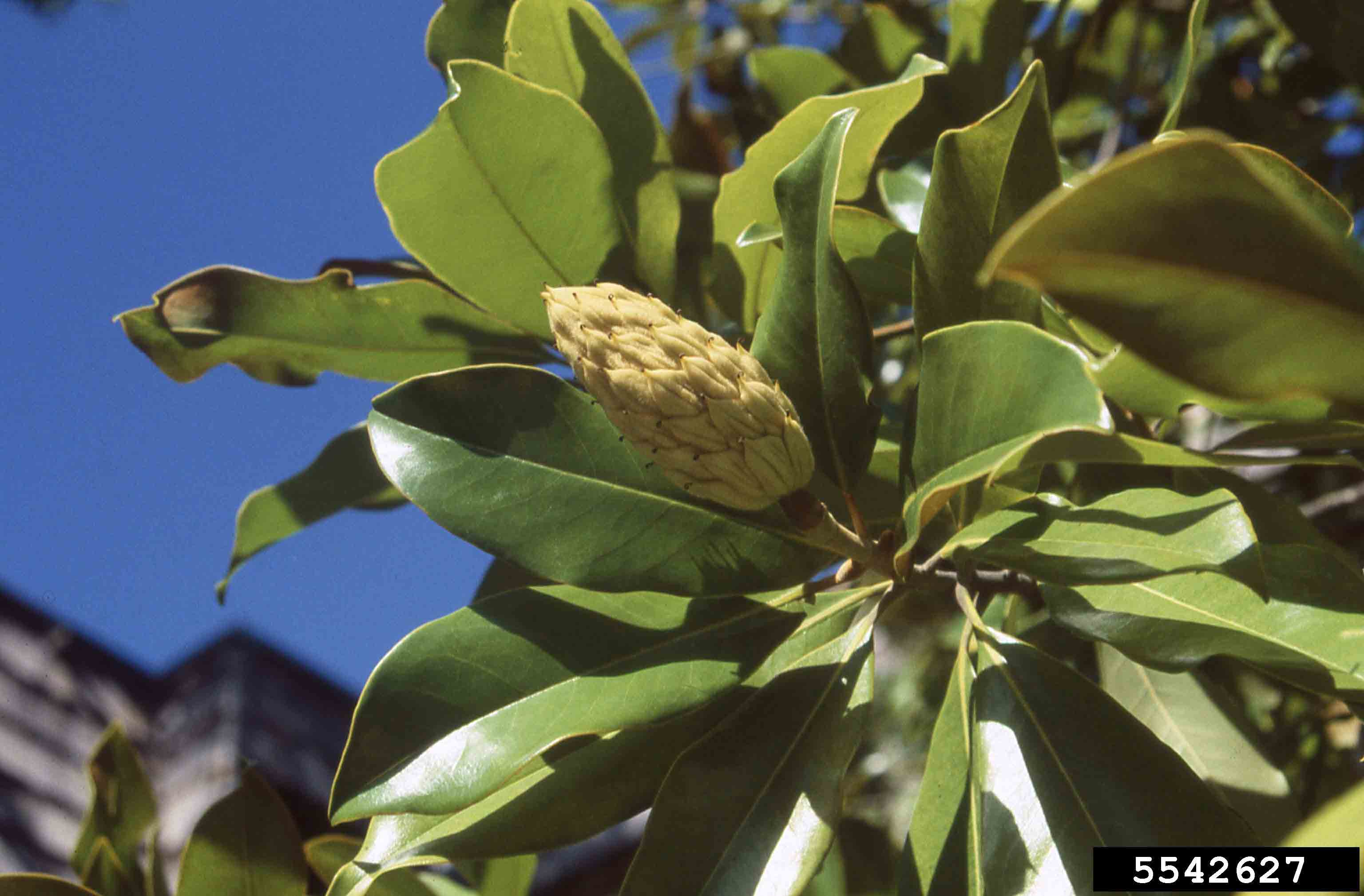 Southern magnolia fruit and 6"-8" leaves