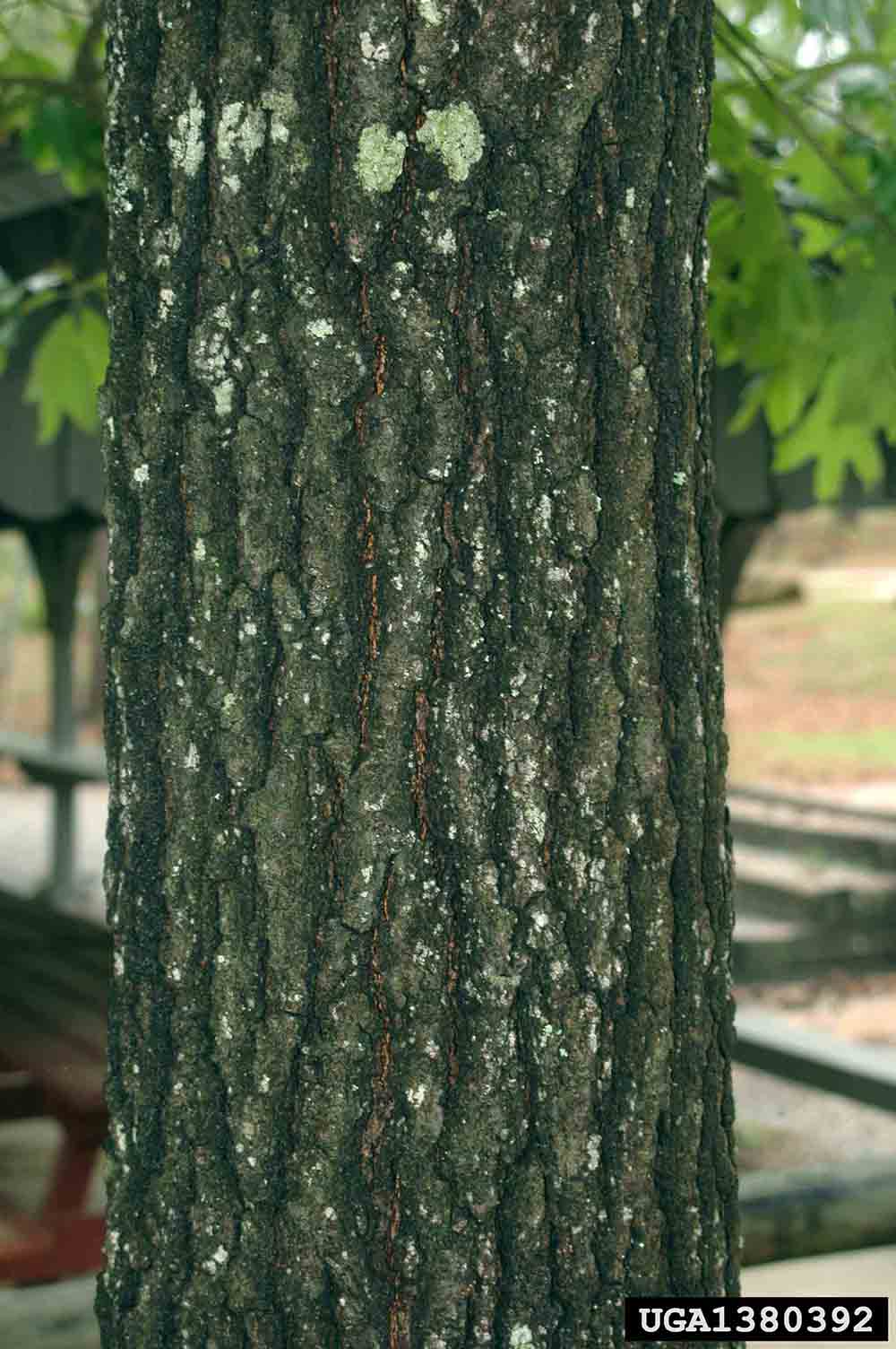 Southern red oak bark on trunk