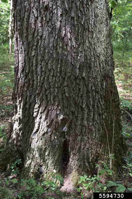 Southern red oak bark on mature tree trunk