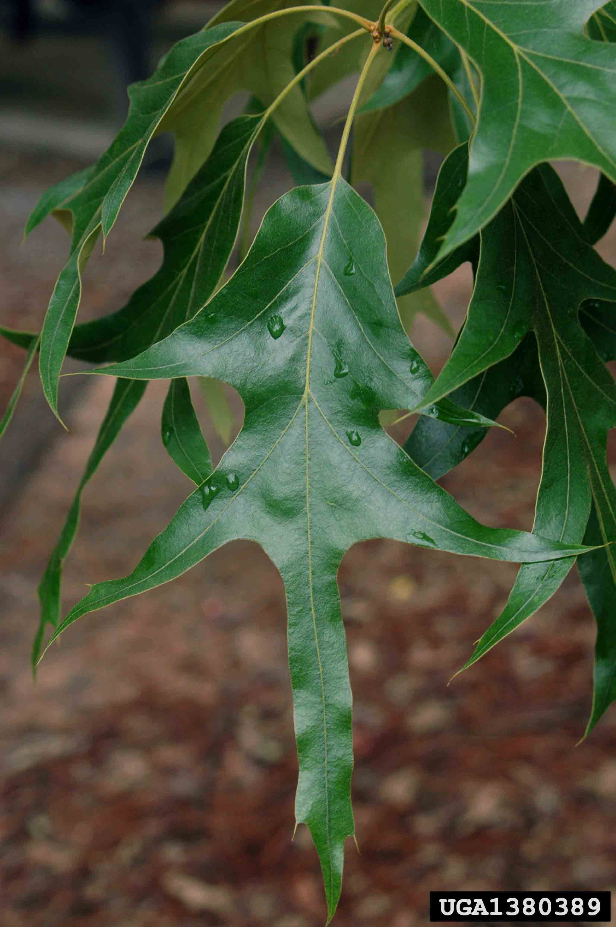 Southern red oak leaf, showing bell-shaped base
