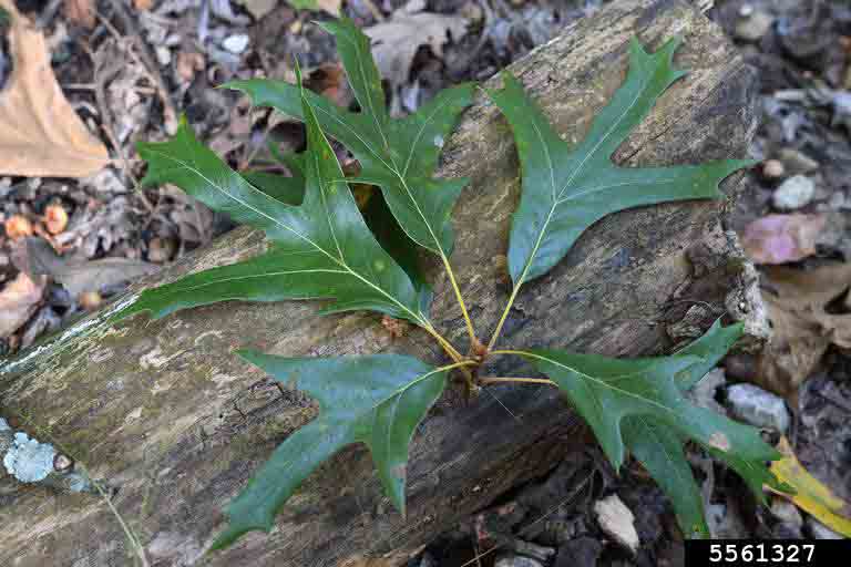 Southern red oak leaves