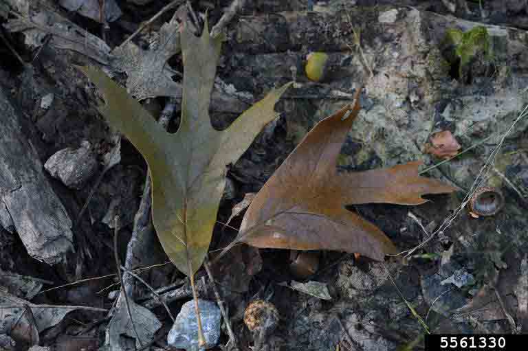 Southern red oak leaves, fall