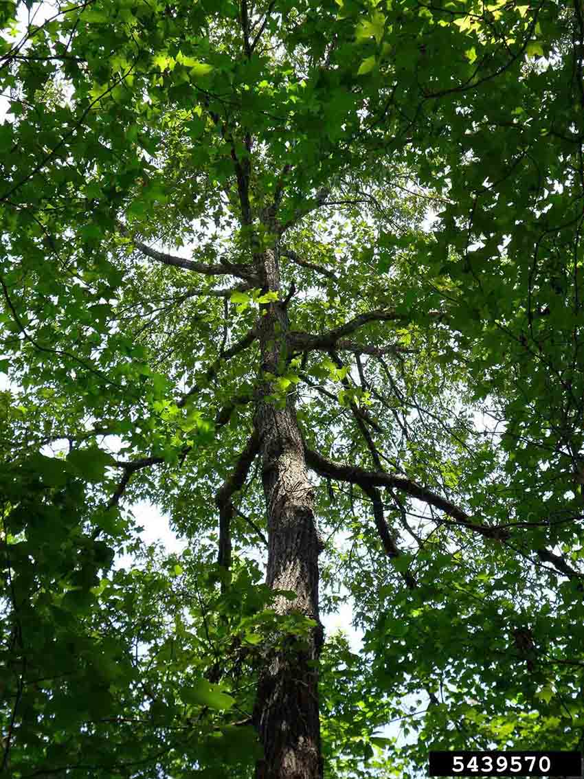 Southern red oak tree