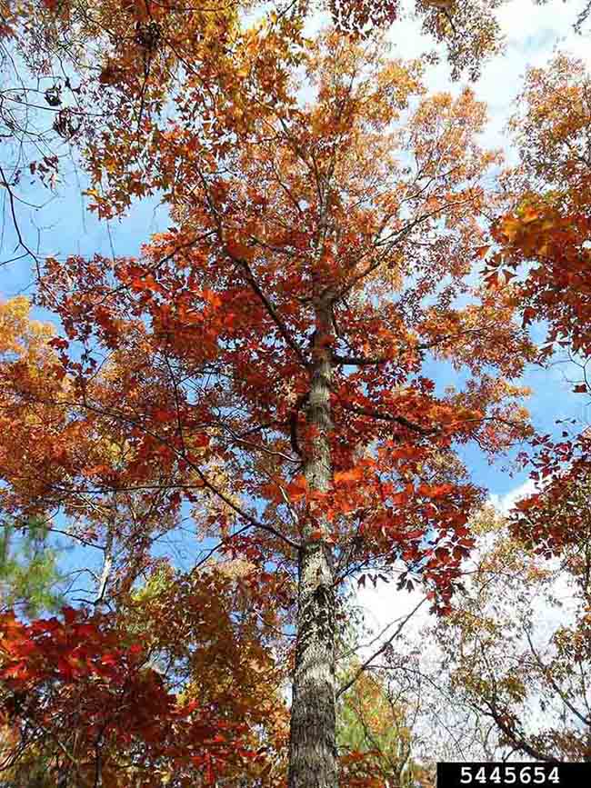 Southern red oak tree, fall