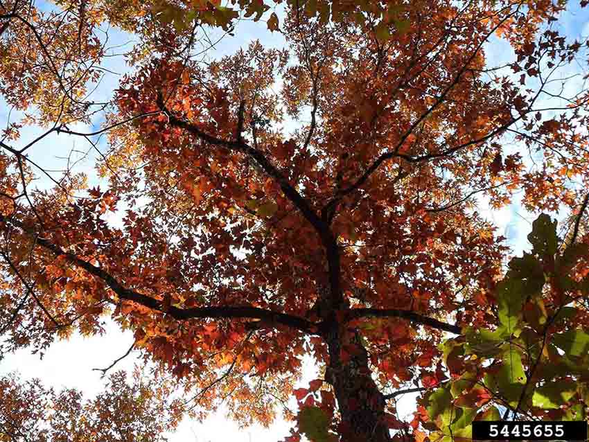 Southern red oak tree, fall