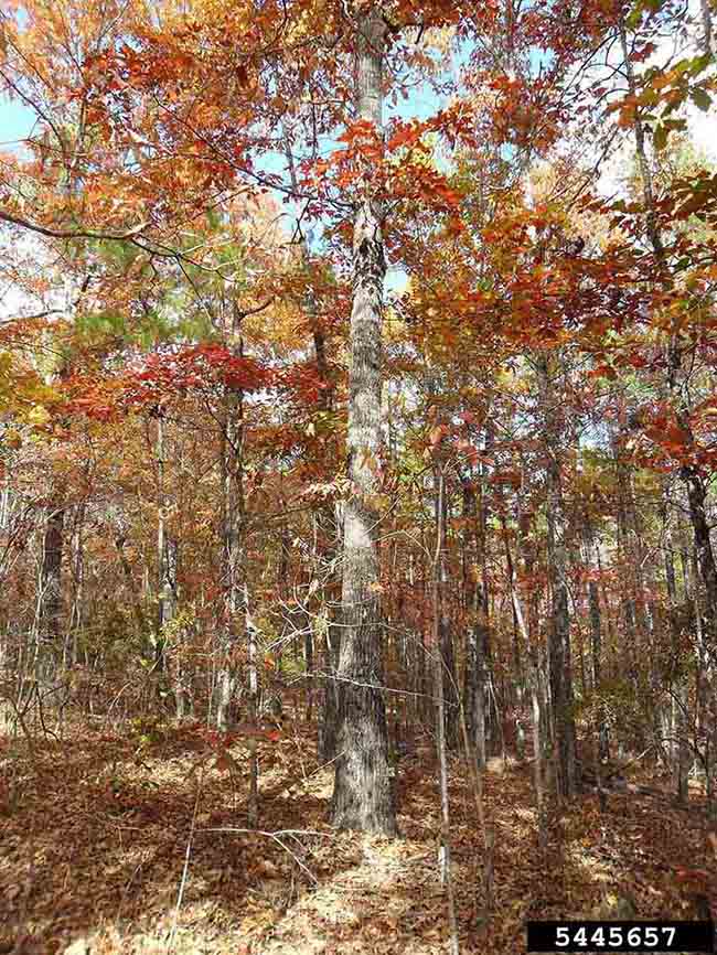 Southern red oak tree, fall