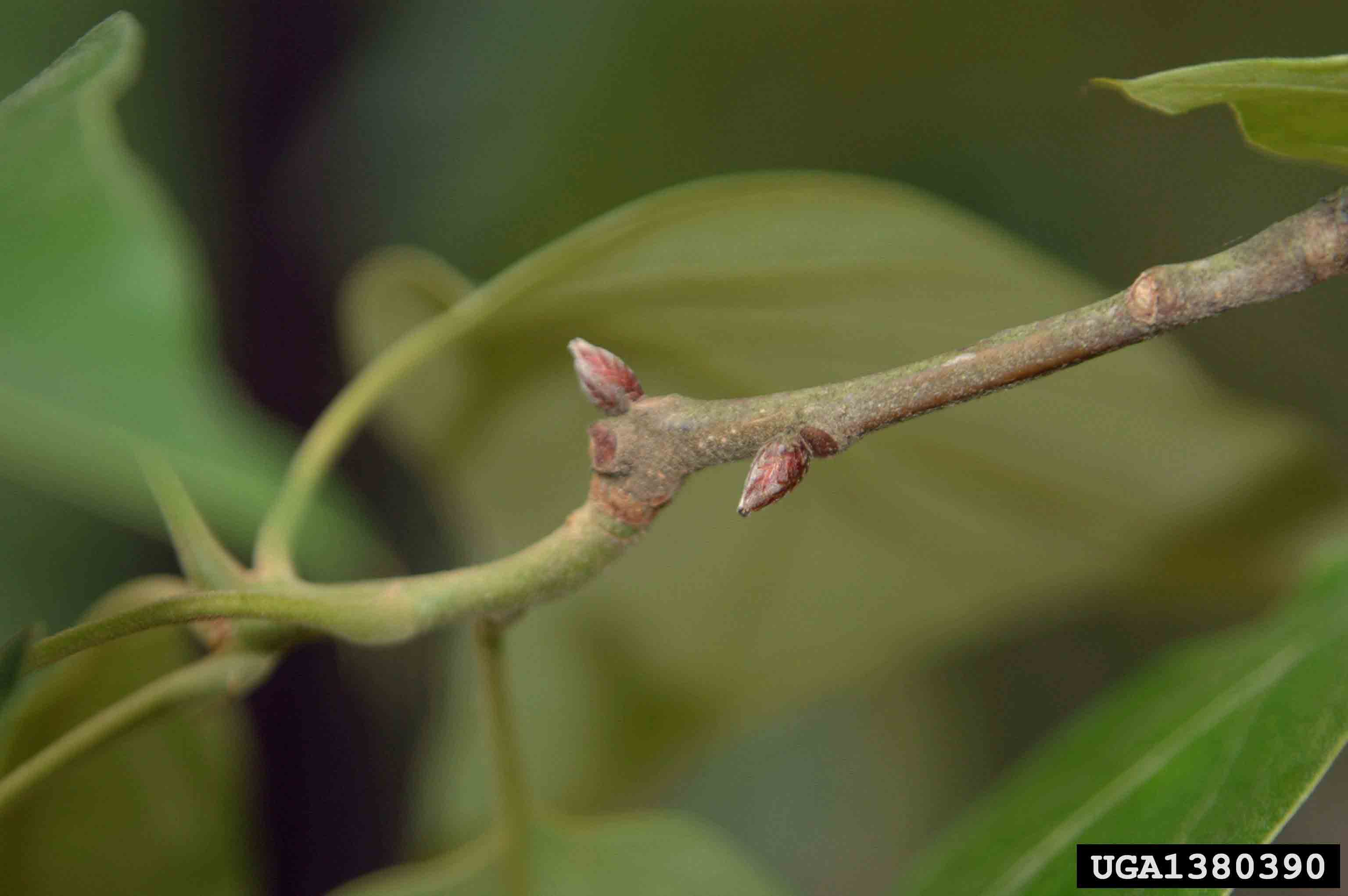 Southern red oak twig