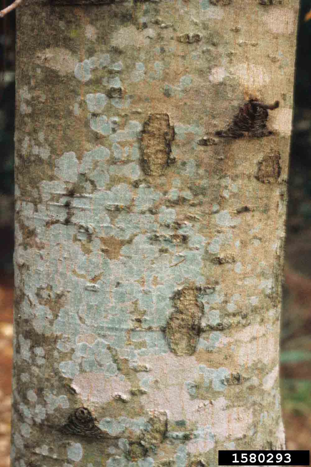 Silver maple bark on trunk
