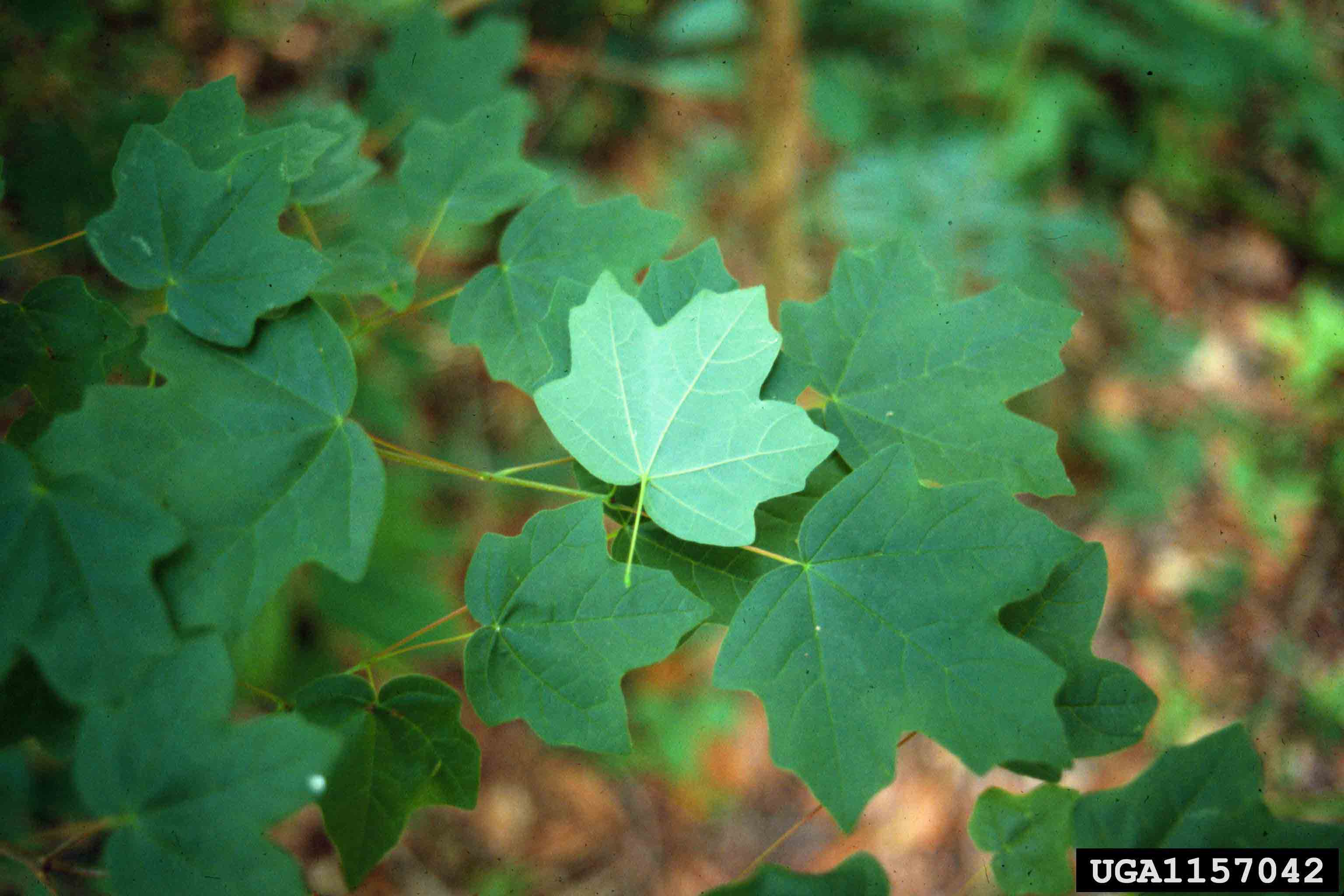Southern sugar maple leaves, 1.5"-3" across, and showing whitish underside