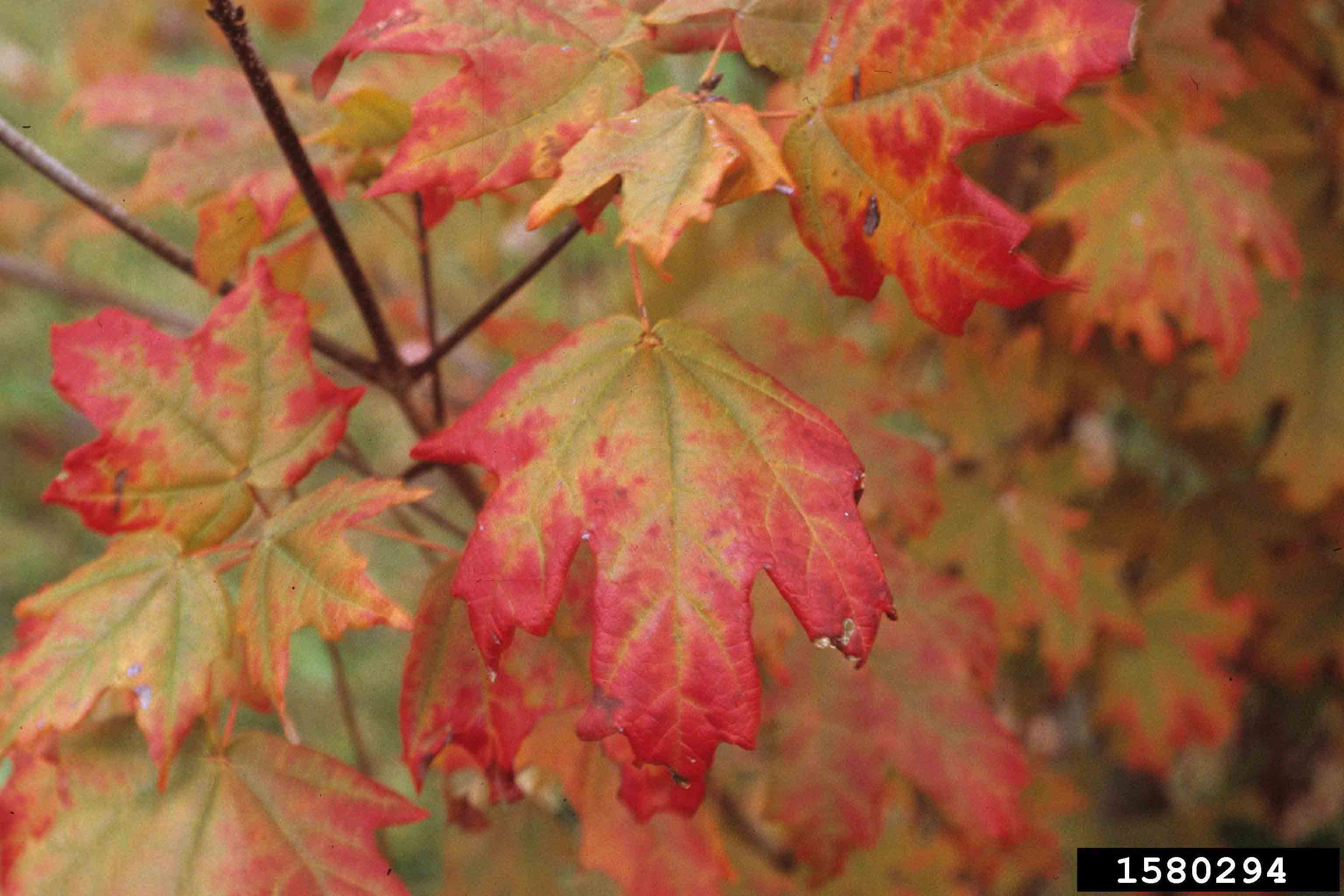 Southern sugar maple leaves, fall