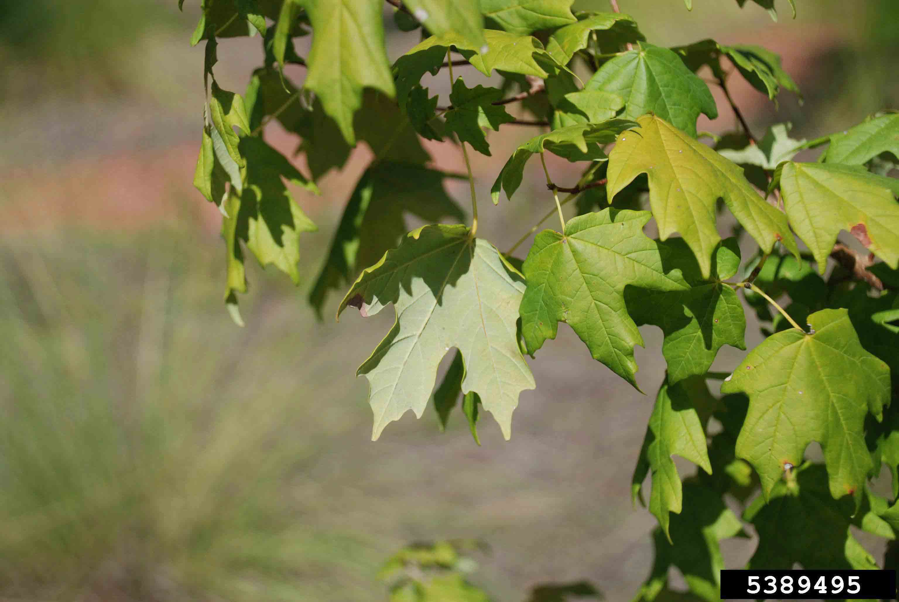Southern sugar maple leaves