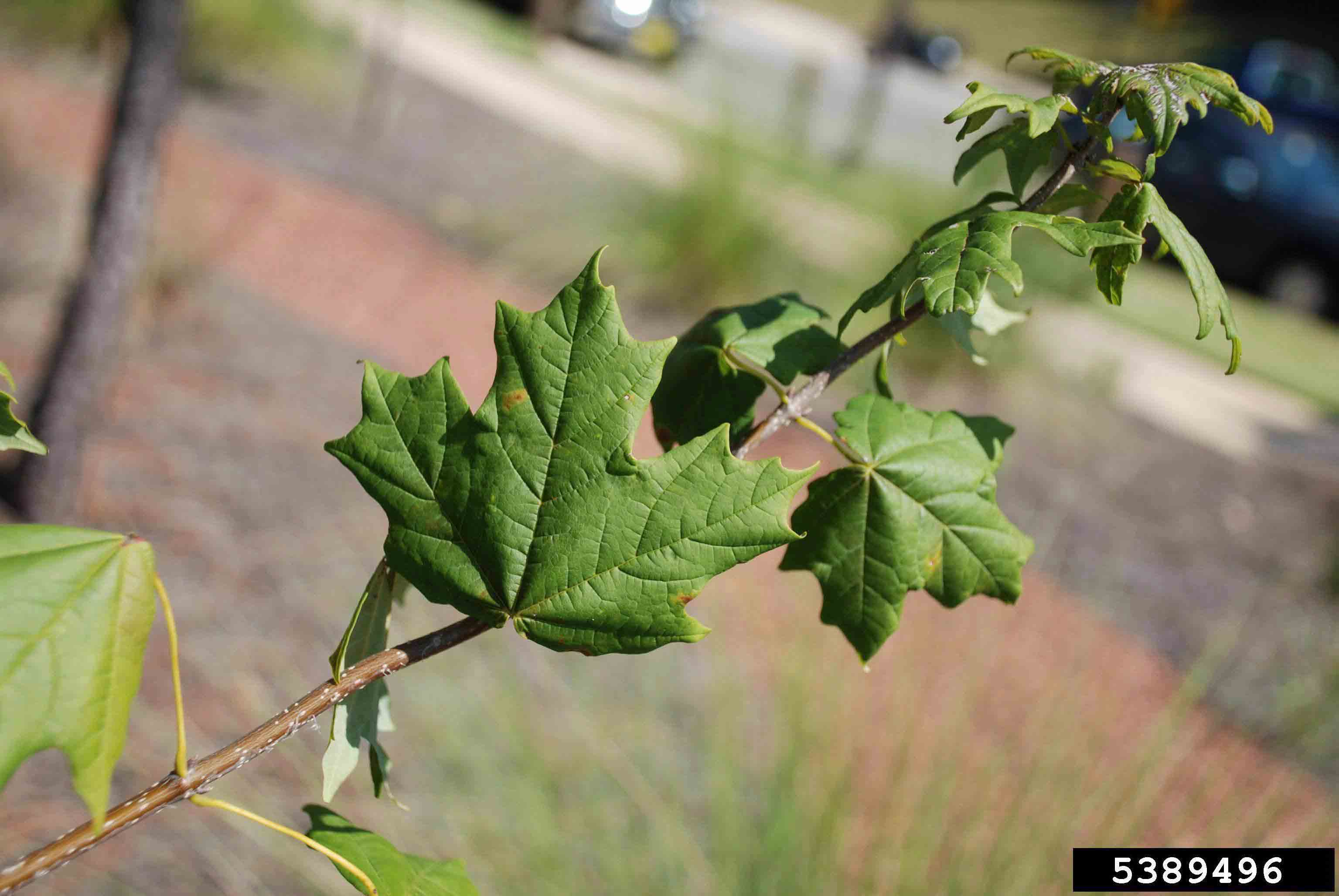 Southern sugar maple leaves, showing opposite arrangement