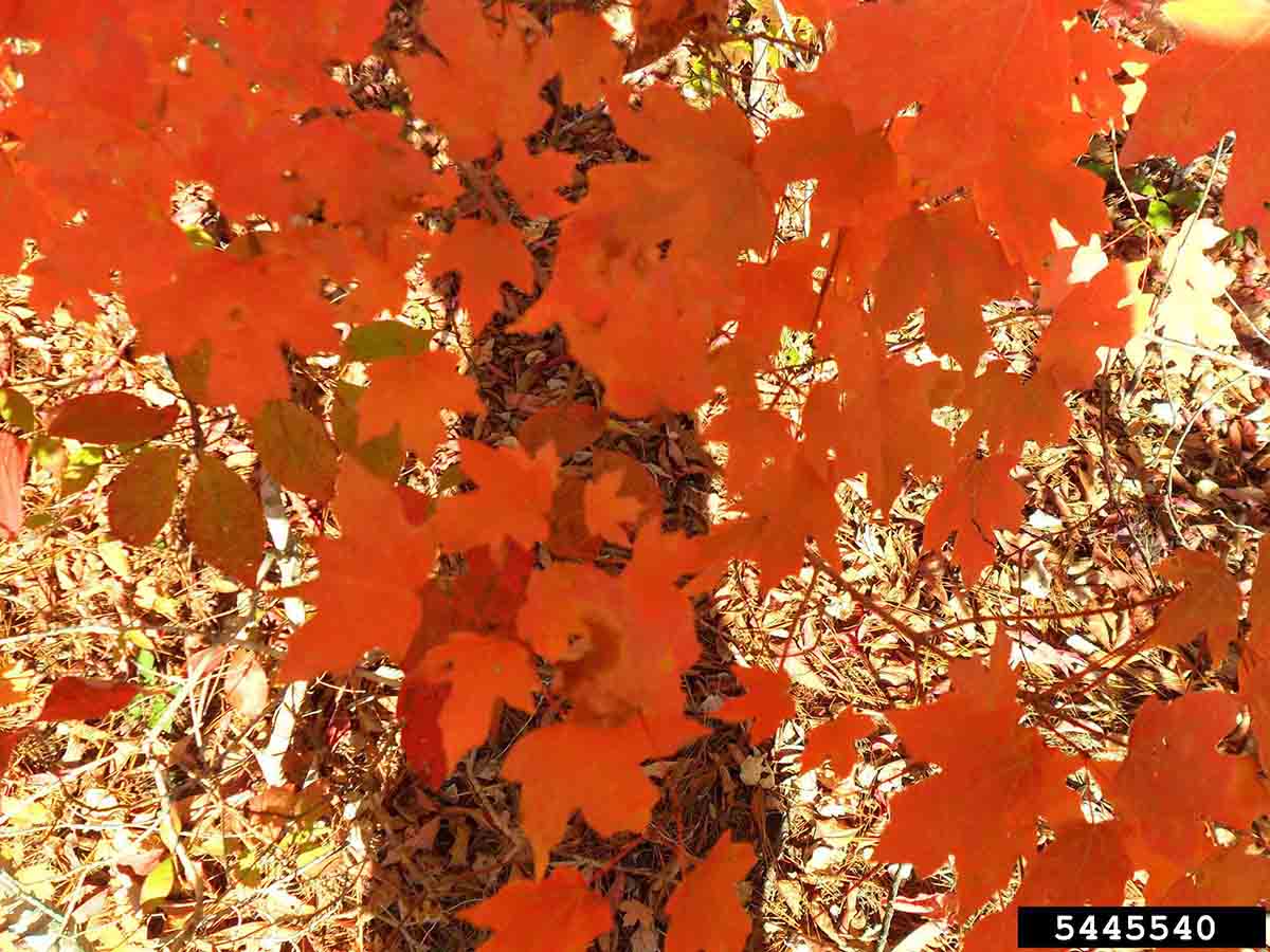 Southern sugar maple leaves, fall
