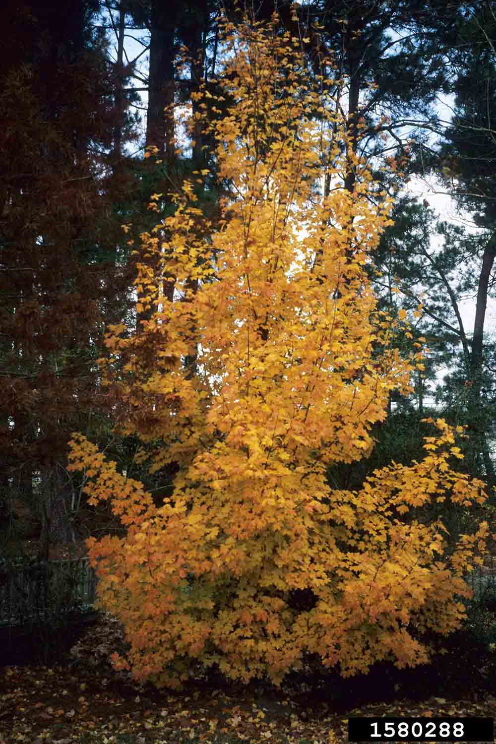 Southern sugar maple tree, fall