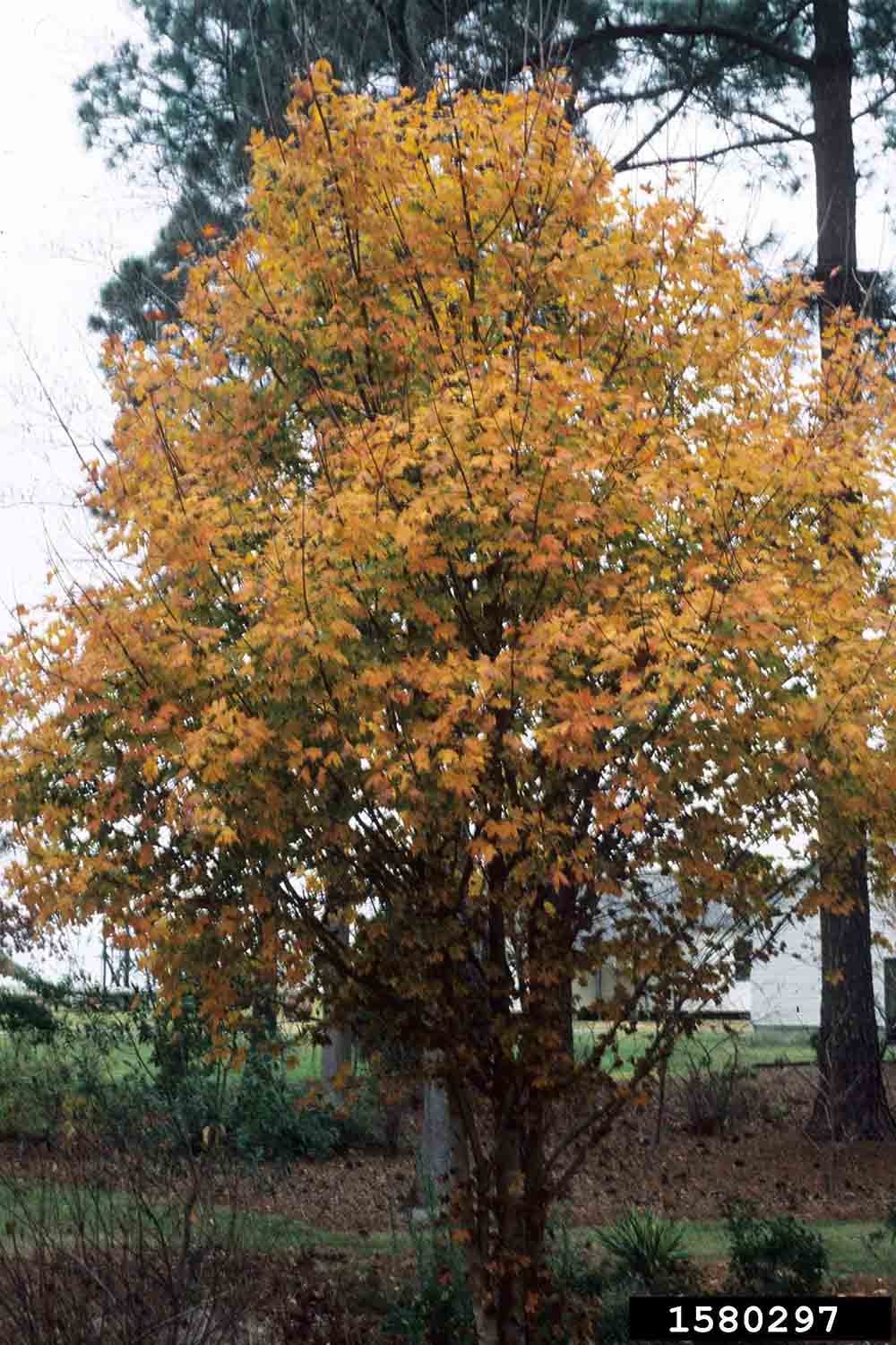 Southern sugar maple tree, fall