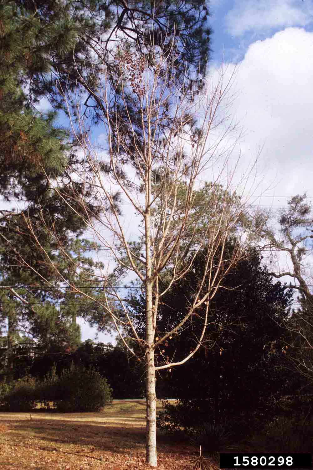Southern sugar maple tree habit, winter